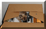 catbox.gif (139117 bytes)